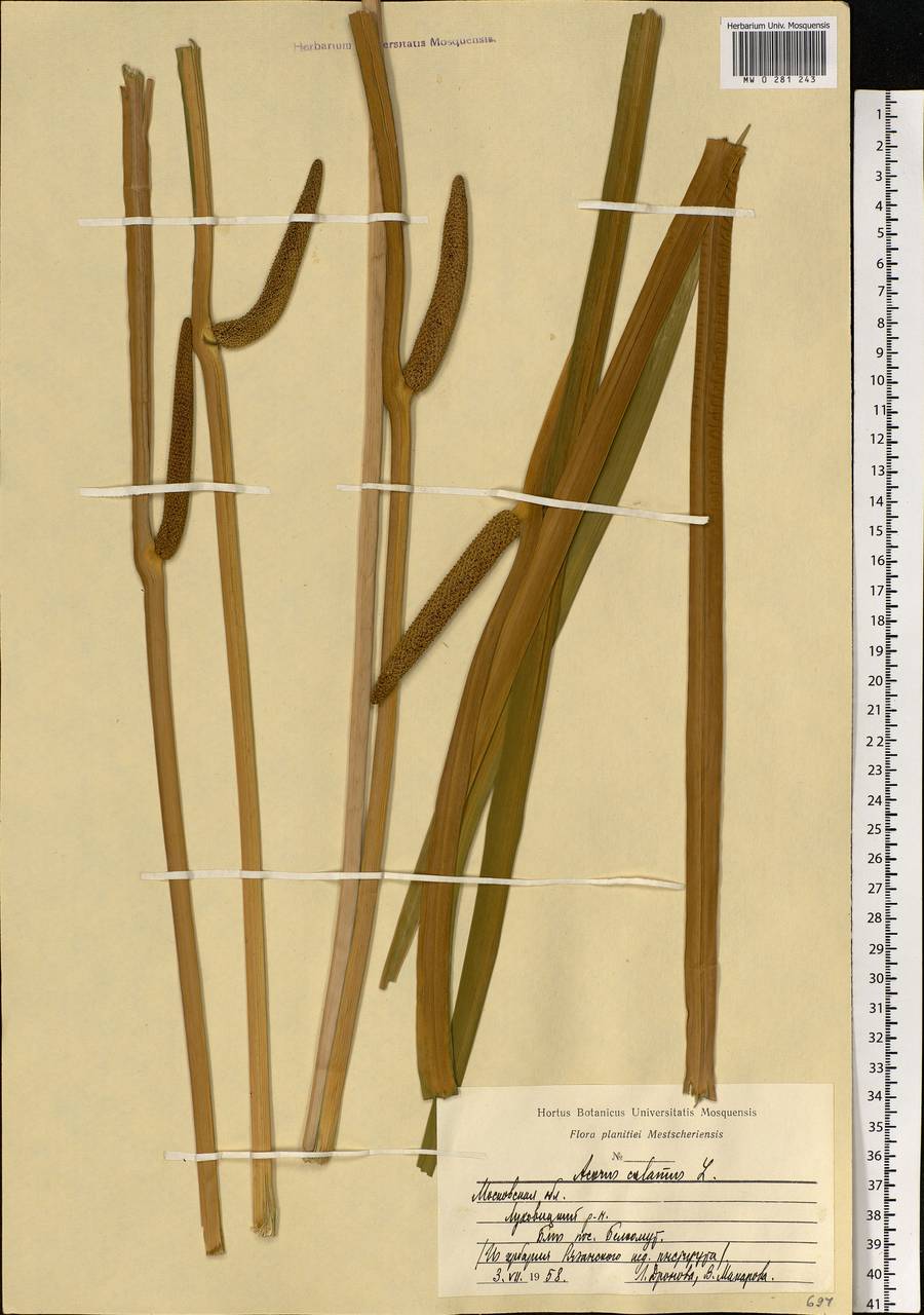 Acorus calamus L., Eastern Europe, Moscow region (E4a) (Russia)