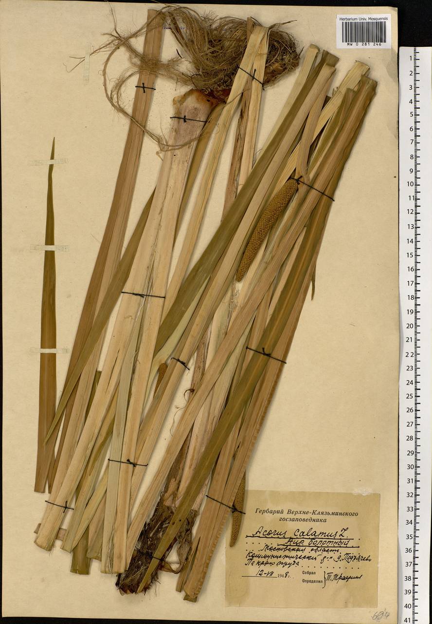 Acorus calamus L., Eastern Europe, Moscow region (E4a) (Russia)