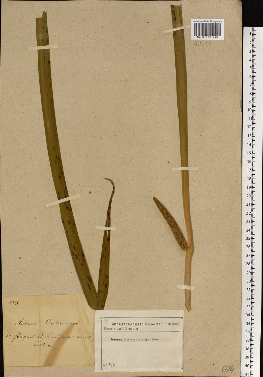 Acorus calamus L., Eastern Europe, Moscow region (E4a) (Russia)