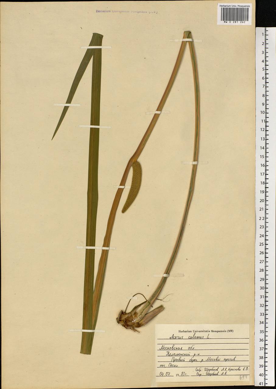 Acorus calamus L., Eastern Europe, Moscow region (E4a) (Russia)