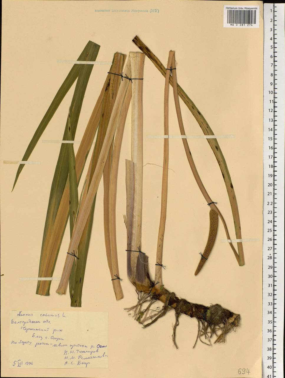 Acorus calamus L., Eastern Europe, Central forest-and-steppe region (E6) (Russia)