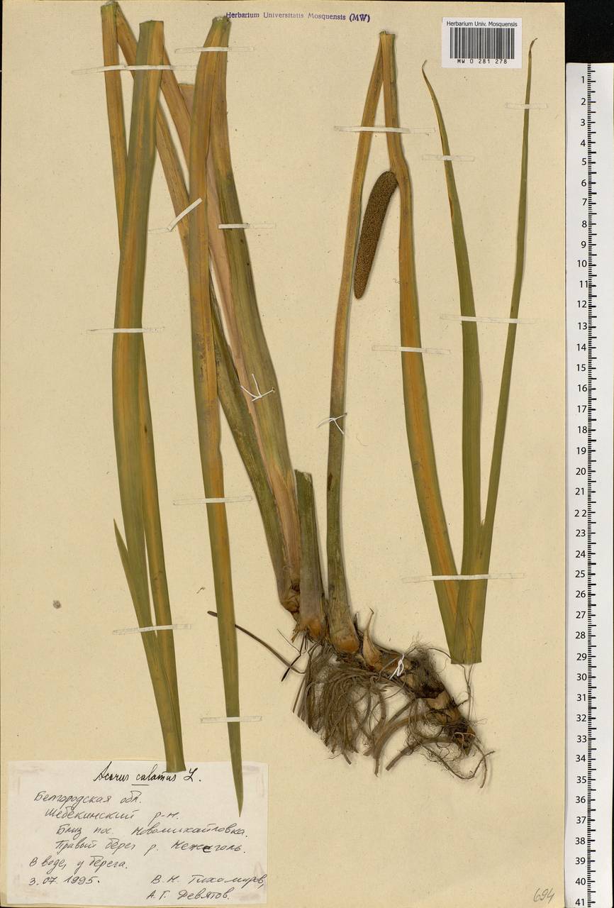 Acorus calamus L., Eastern Europe, Central forest-and-steppe region (E6) (Russia)