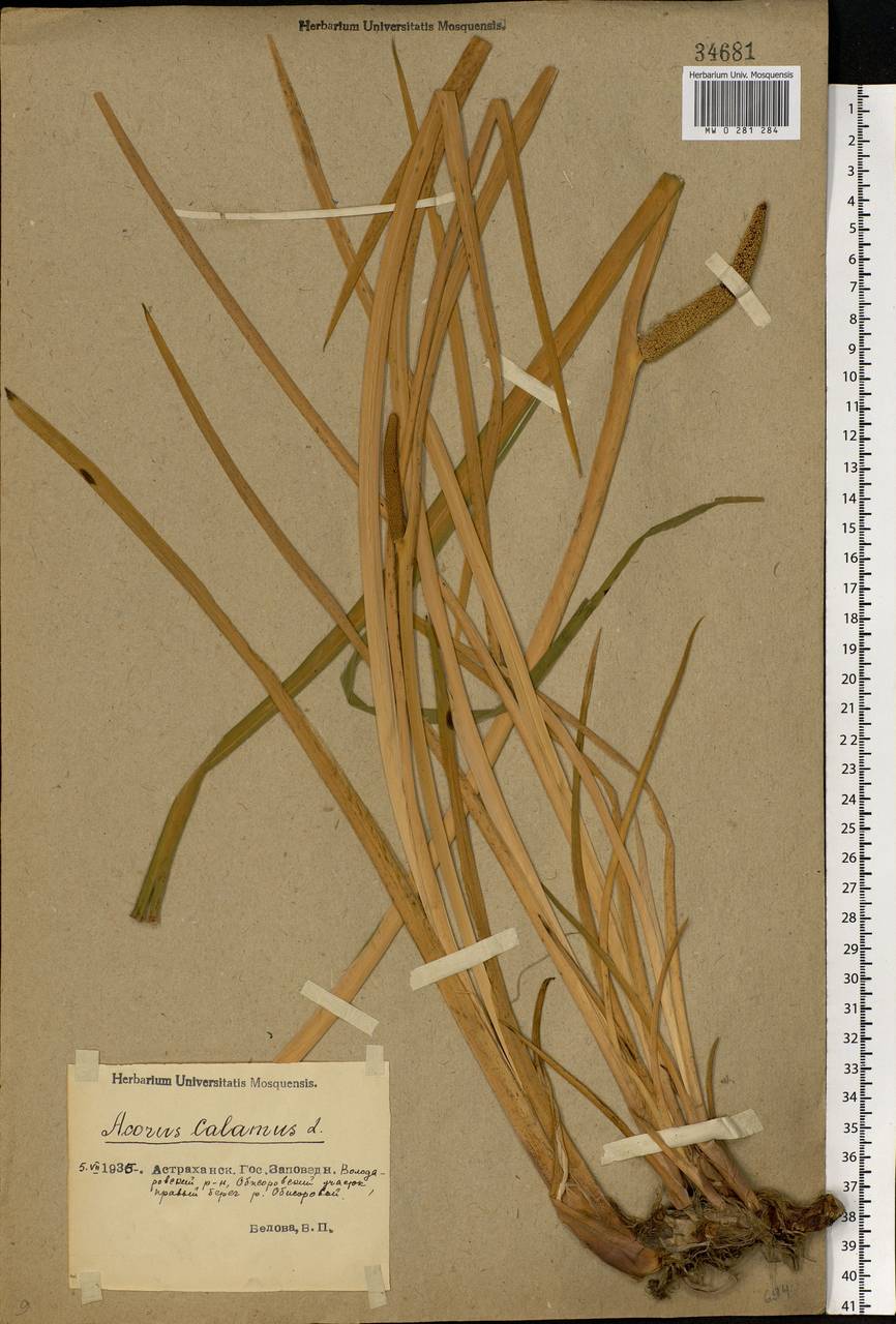 Acorus calamus L., Eastern Europe, Lower Volga region (E9) (Russia)