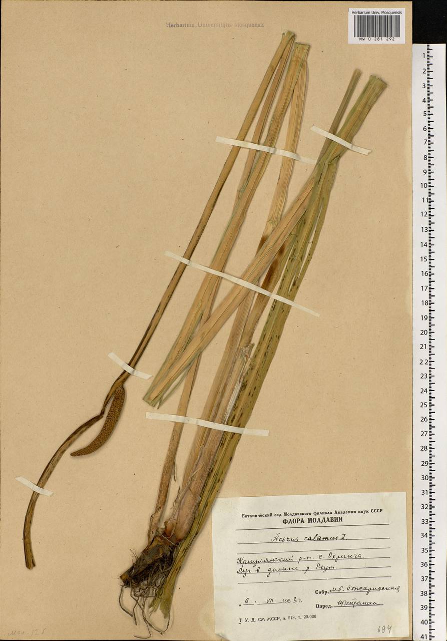 Acorus calamus L., Eastern Europe, Moldova (E13a) (Moldova)