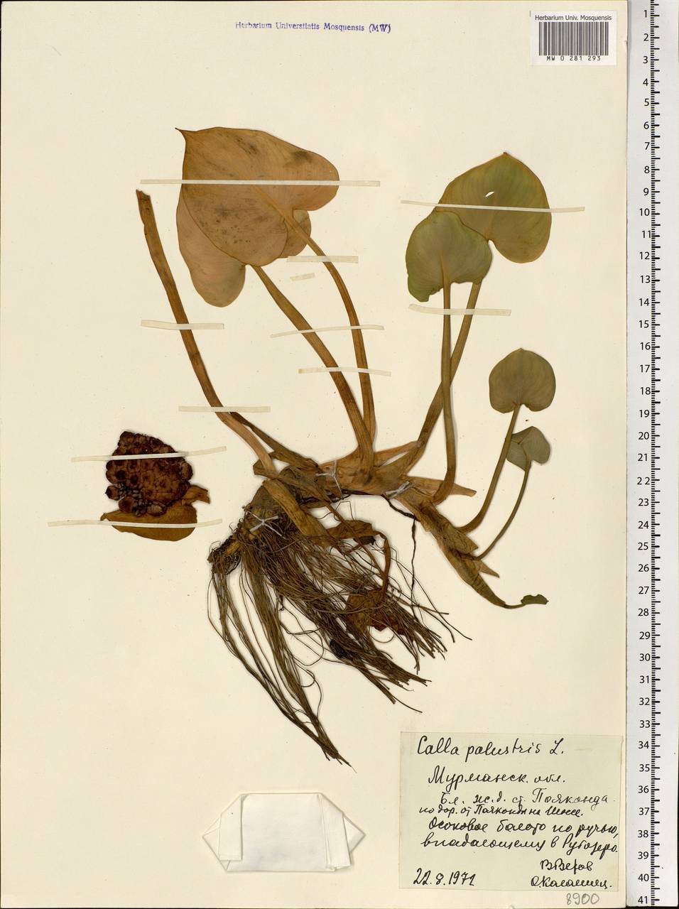 Calla palustris L., Eastern Europe, Northern region (E1) (Russia)