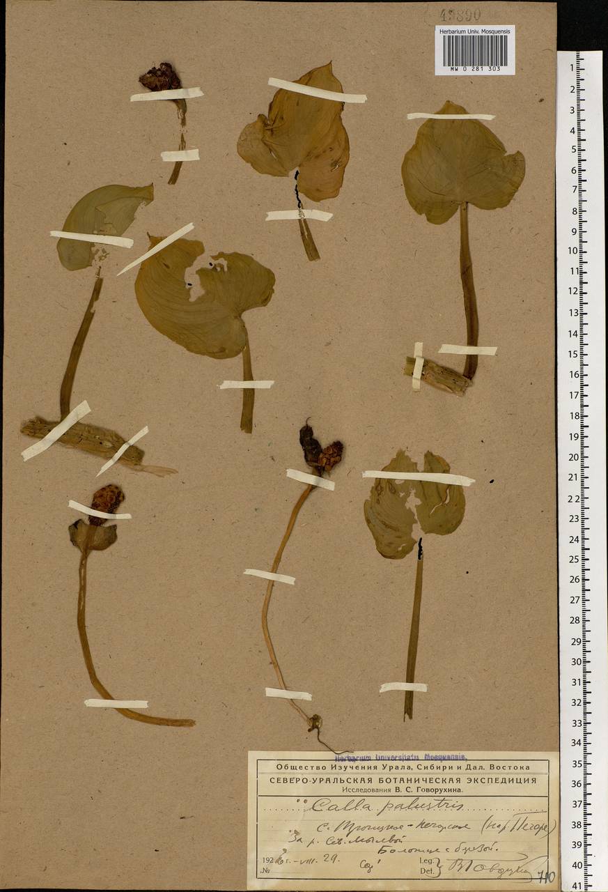 Calla palustris L., Eastern Europe, Northern region (E1) (Russia)