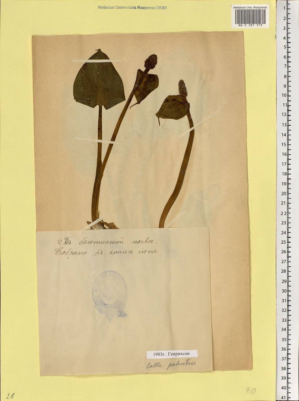 Calla palustris L., Eastern Europe, Estonia (E2c) (Estonia)
