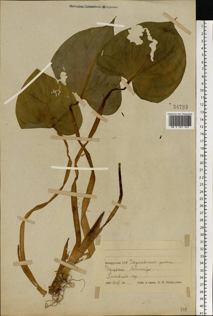 Calla palustris L., Eastern Europe, Belarus (E3a) (Belarus)