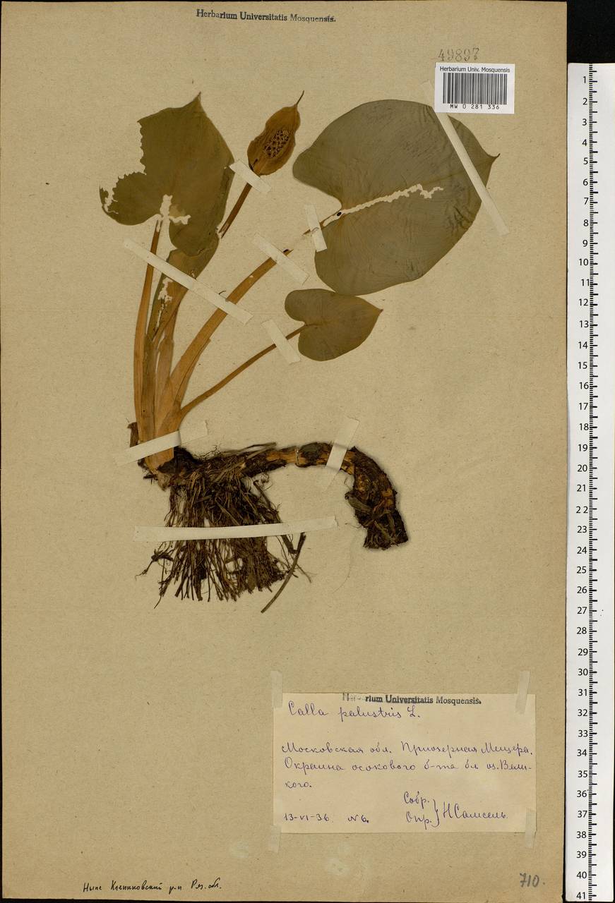 Calla palustris L., Eastern Europe, Central region (E4) (Russia)