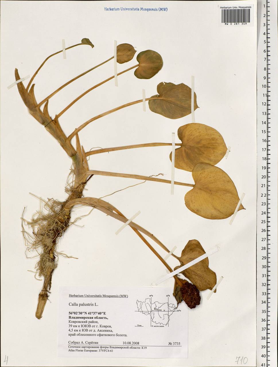 Calla palustris L., Eastern Europe, Central region (E4) (Russia)