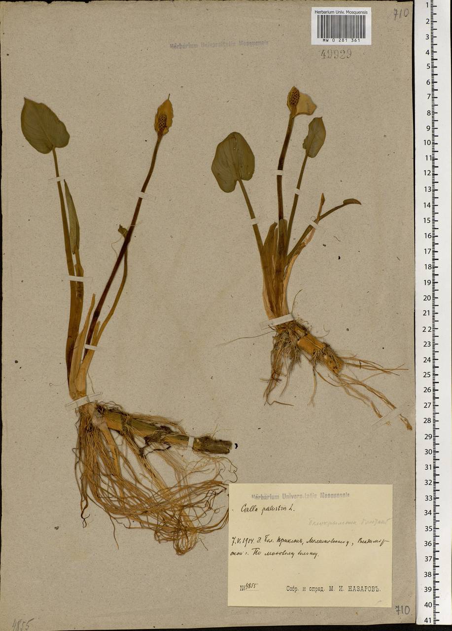 Calla palustris L., Eastern Europe, Central region (E4) (Russia)