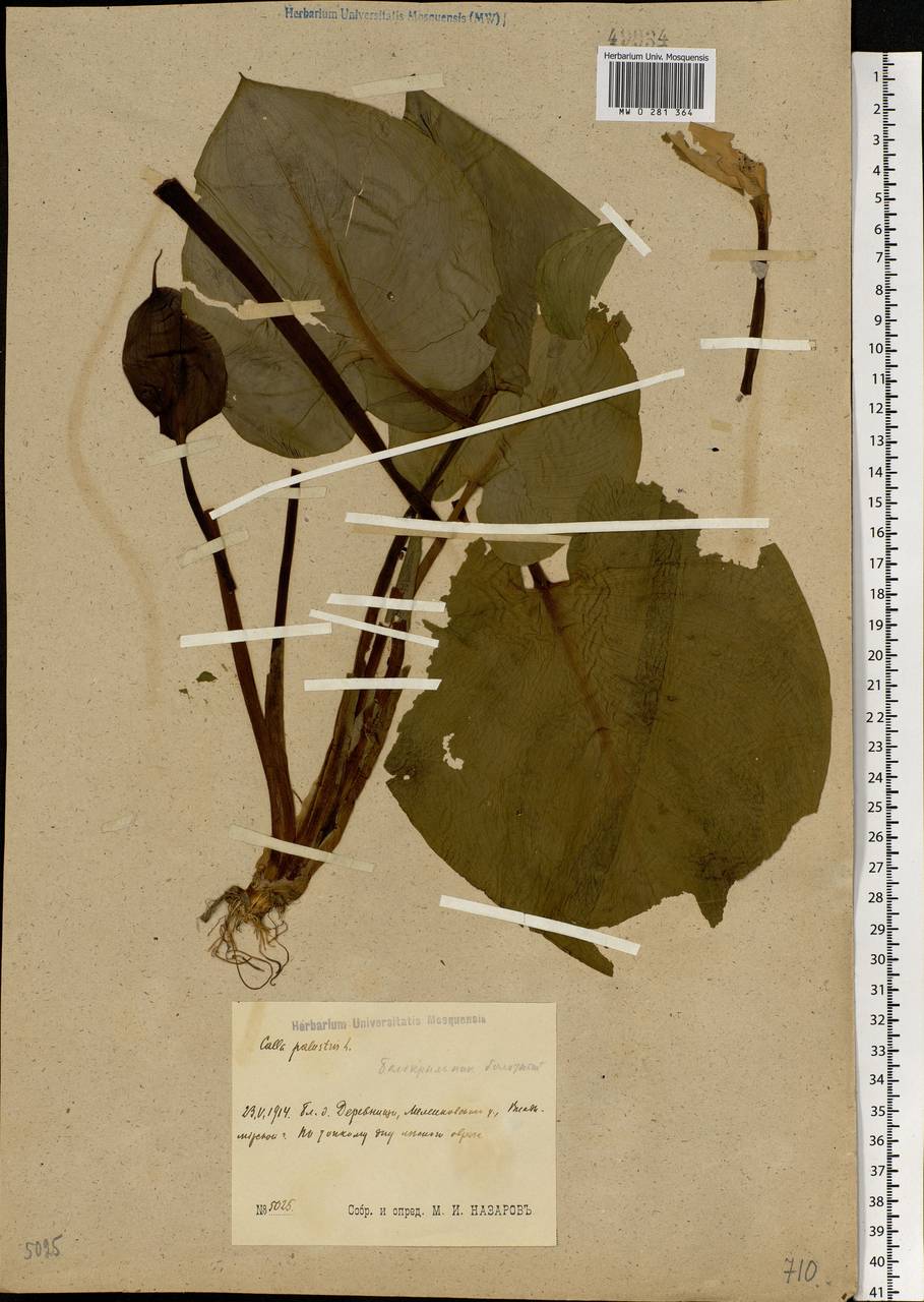 Calla palustris L., Eastern Europe, Central region (E4) (Russia)