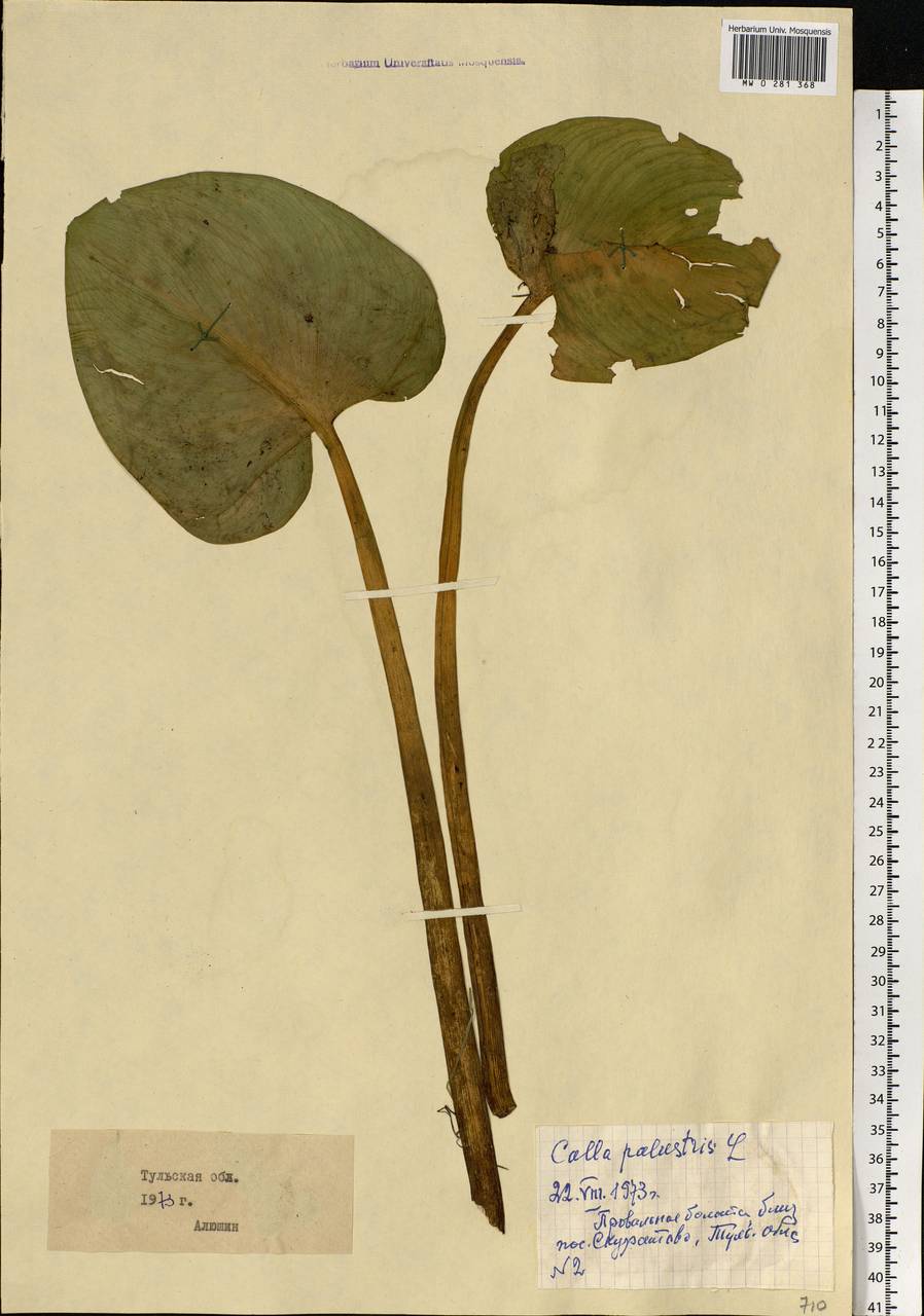 Calla palustris L., Eastern Europe, Central region (E4) (Russia)