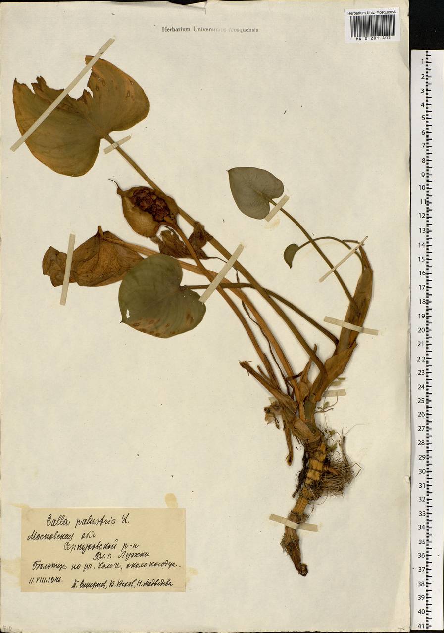 Calla palustris L., Eastern Europe, Moscow region (E4a) (Russia)