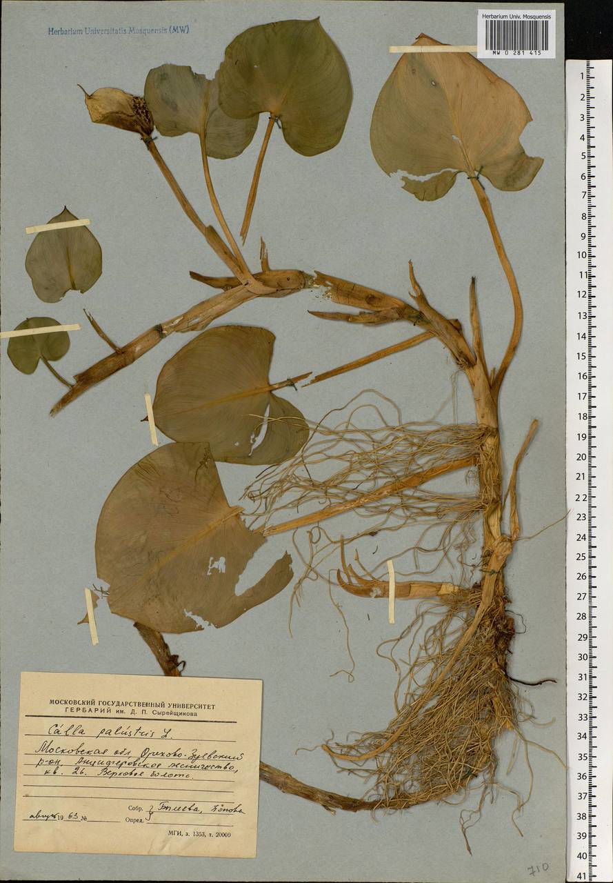 Calla palustris L., Eastern Europe, Moscow region (E4a) (Russia)
