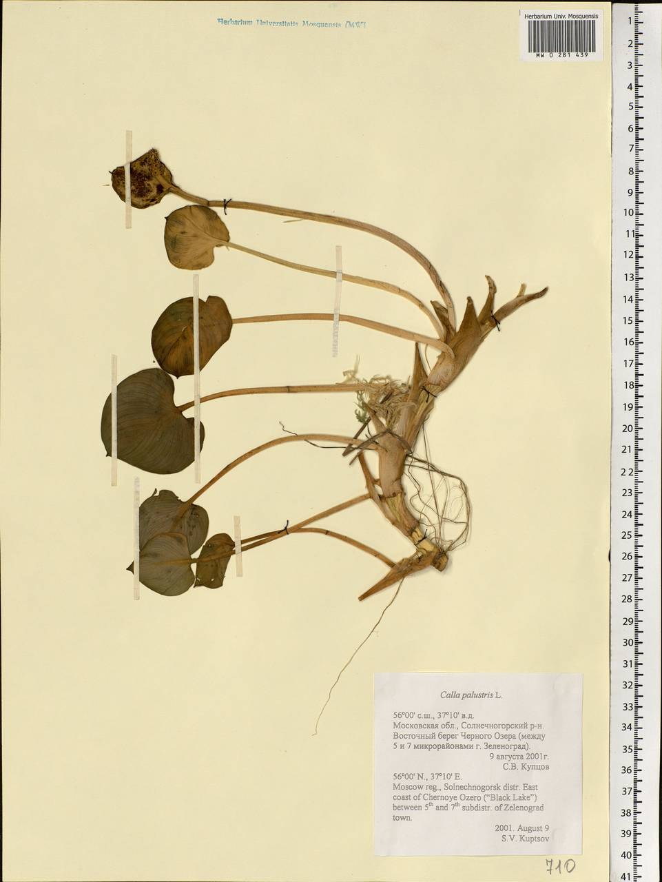 Calla palustris L., Eastern Europe, Moscow region (E4a) (Russia)