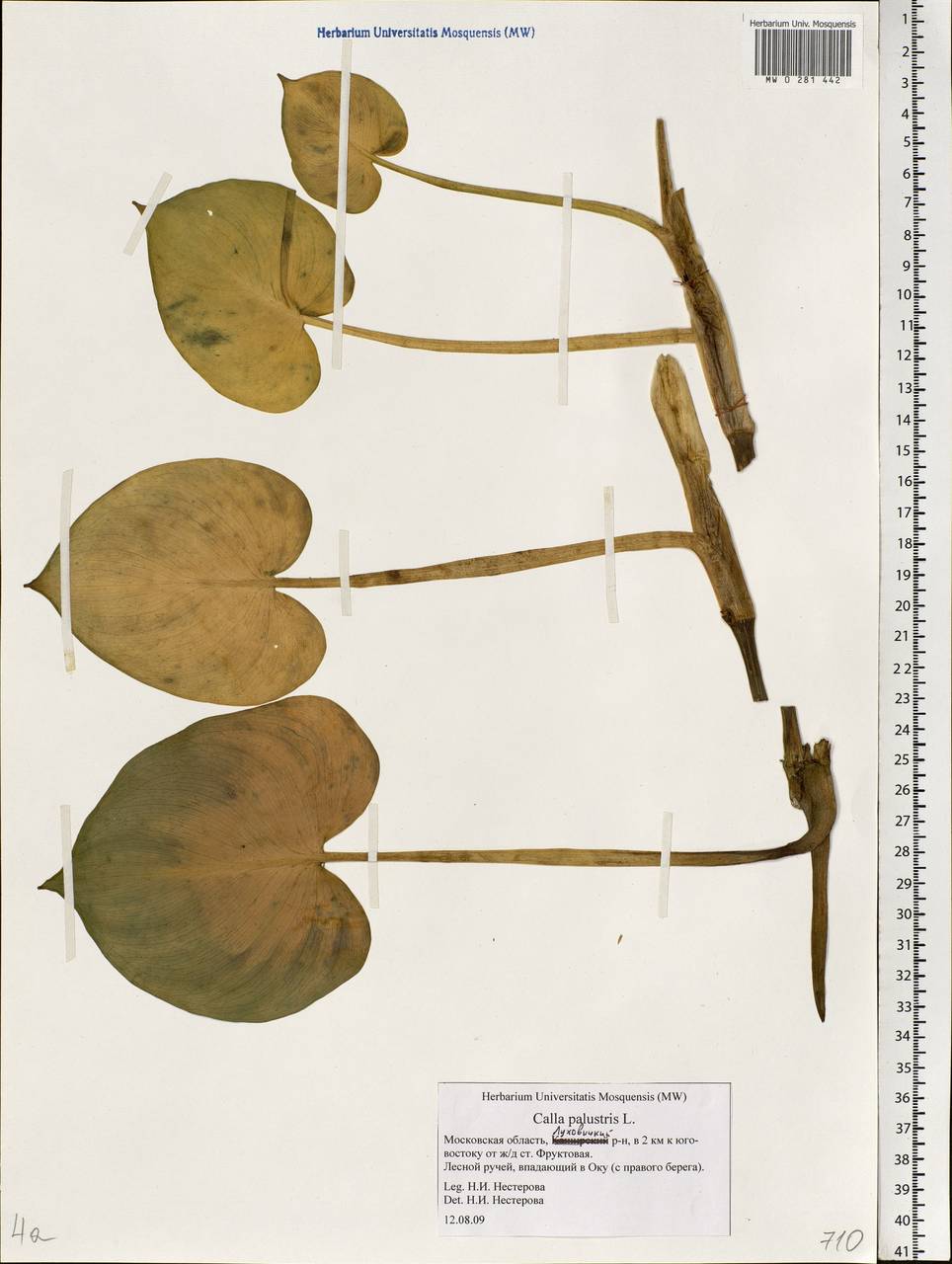 Calla palustris L., Eastern Europe, Moscow region (E4a) (Russia)