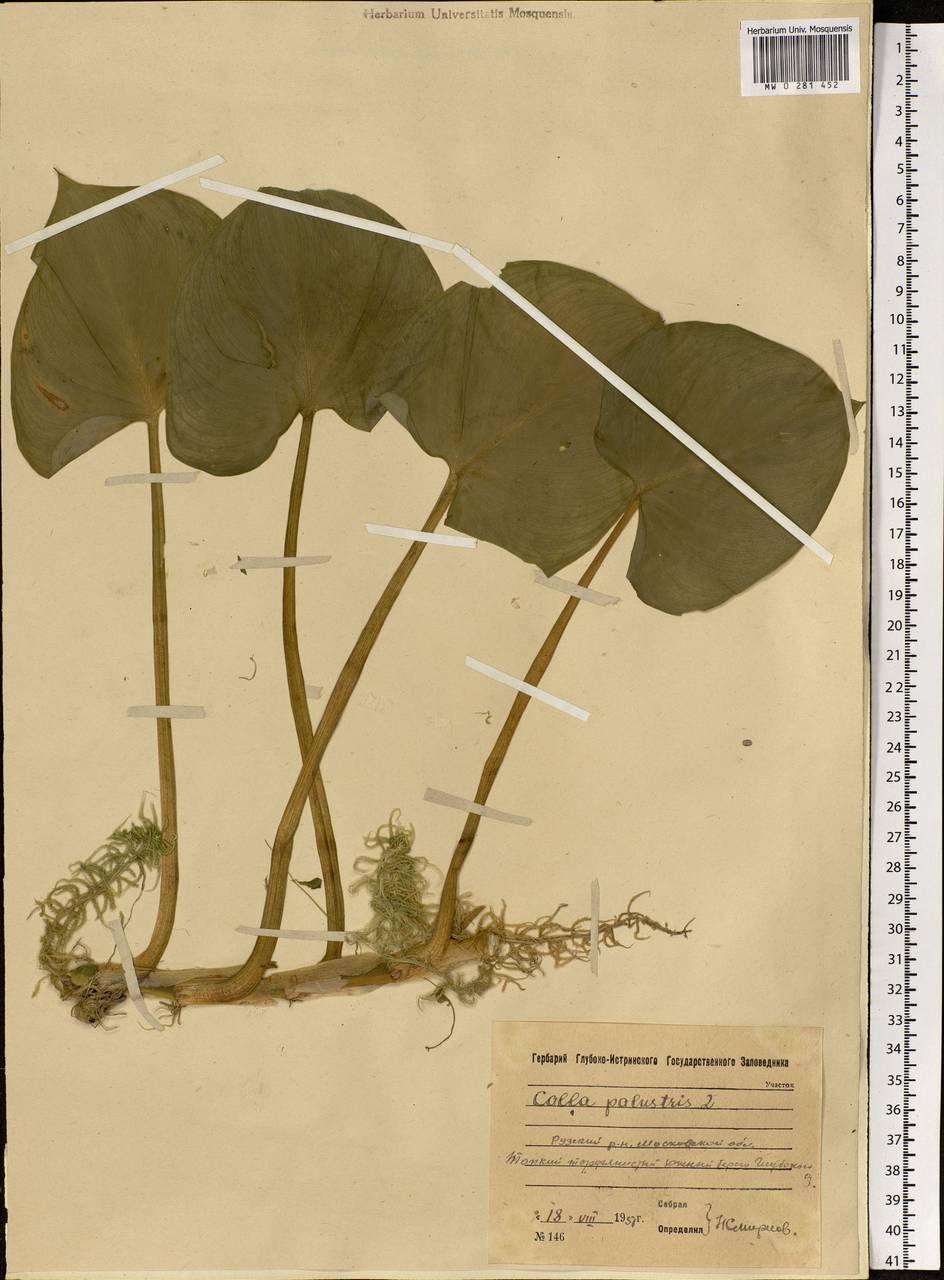 Calla palustris L., Eastern Europe, Moscow region (E4a) (Russia)