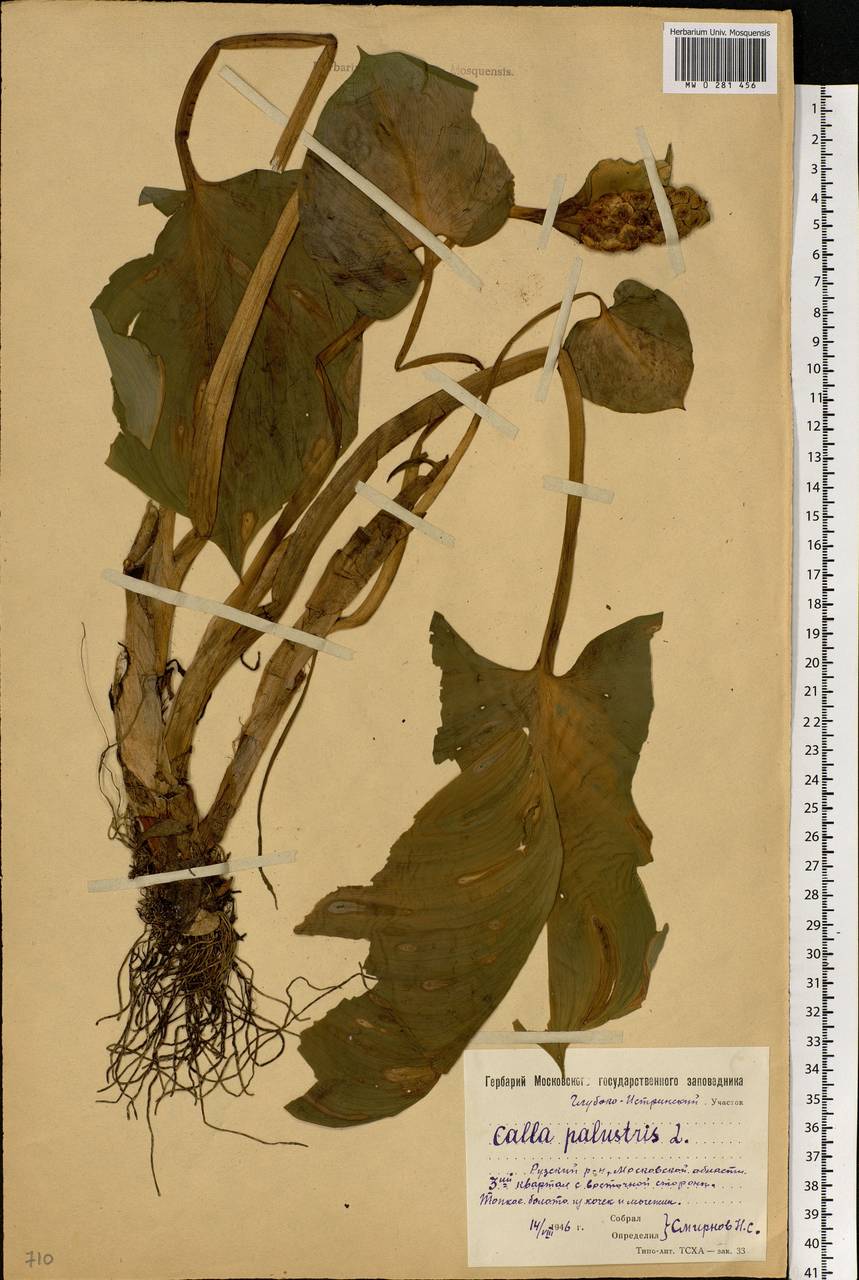 Calla palustris L., Eastern Europe, Moscow region (E4a) (Russia)