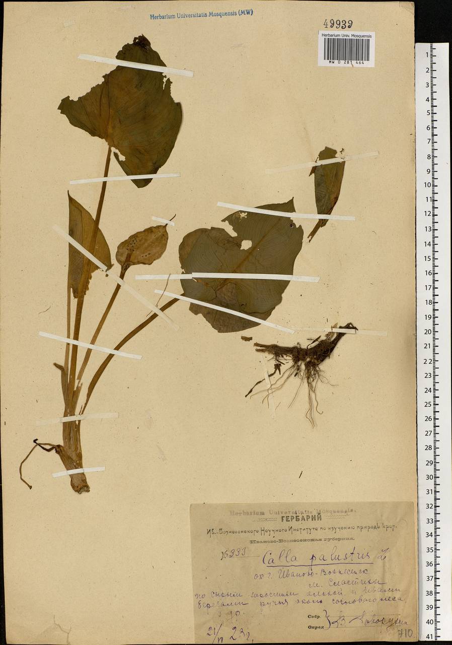 Calla palustris L., Eastern Europe, Central forest region (E5) (Russia)