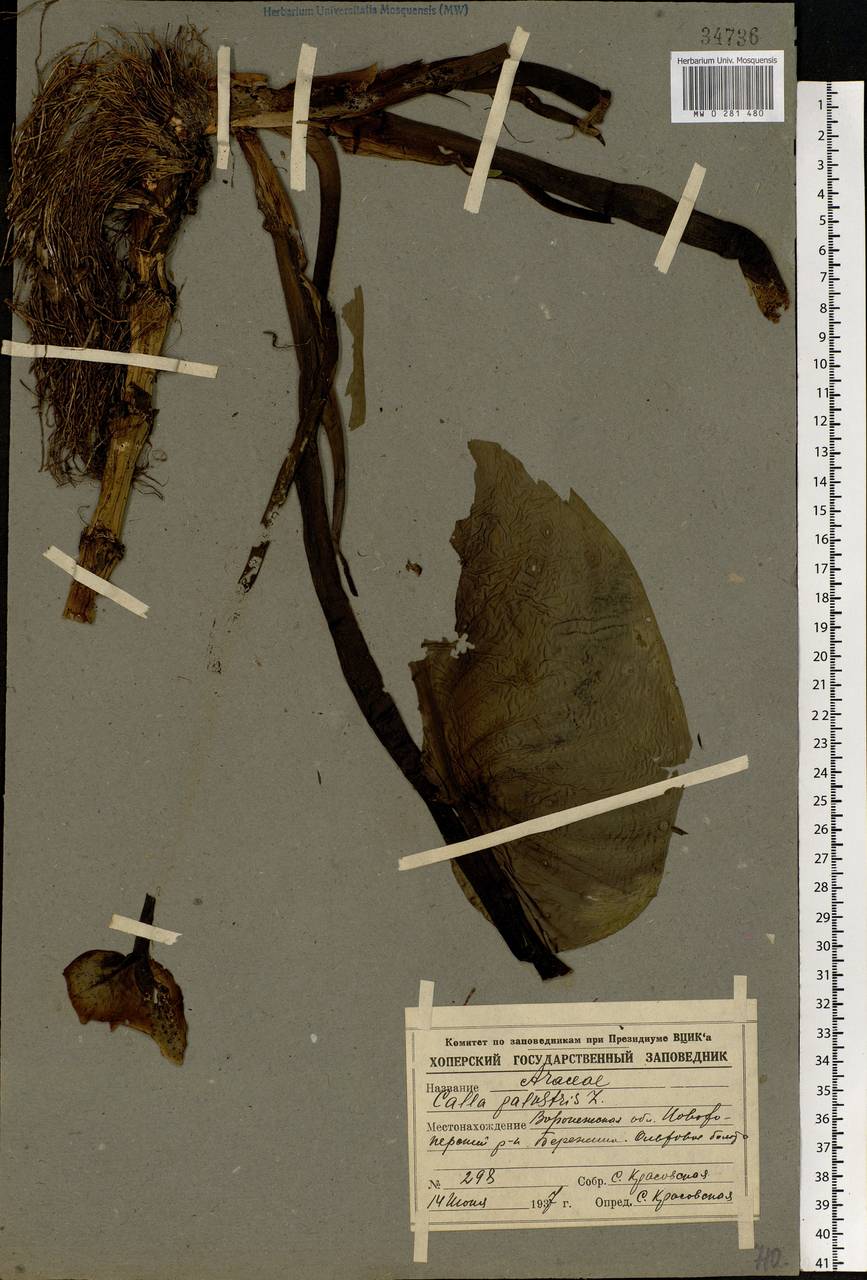 Calla palustris L., Eastern Europe, Central forest-and-steppe region (E6) (Russia)