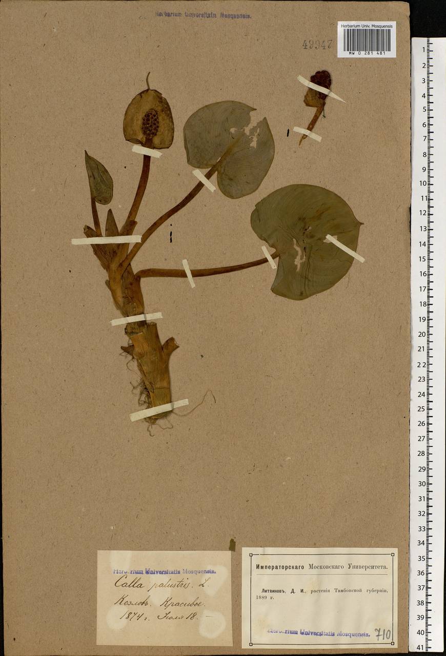 Calla palustris L., Eastern Europe, Central forest-and-steppe region (E6) (Russia)