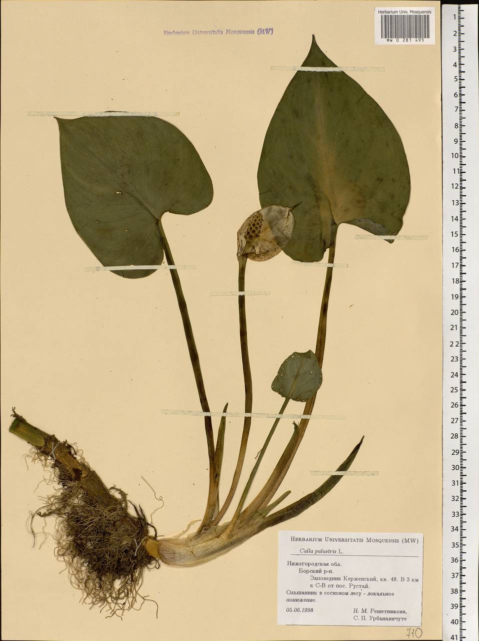 Calla palustris L., Eastern Europe, Volga-Kama region (E7) (Russia)