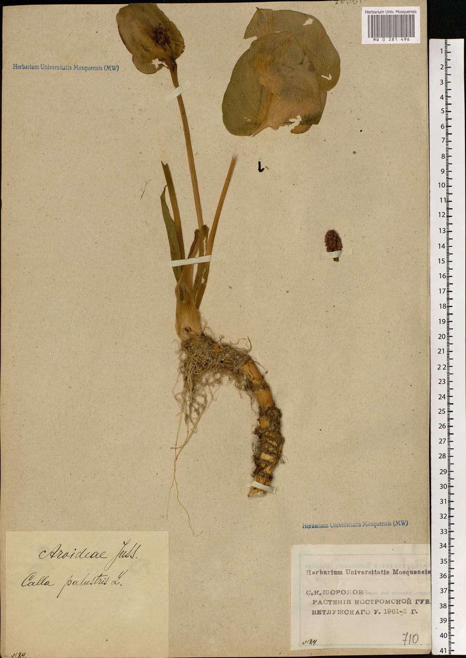 Calla palustris L., Eastern Europe, Volga-Kama region (E7) (Russia)