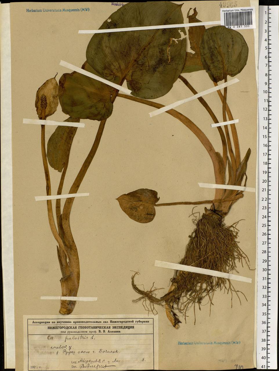 Calla palustris L., Eastern Europe, Volga-Kama region (E7) (Russia)