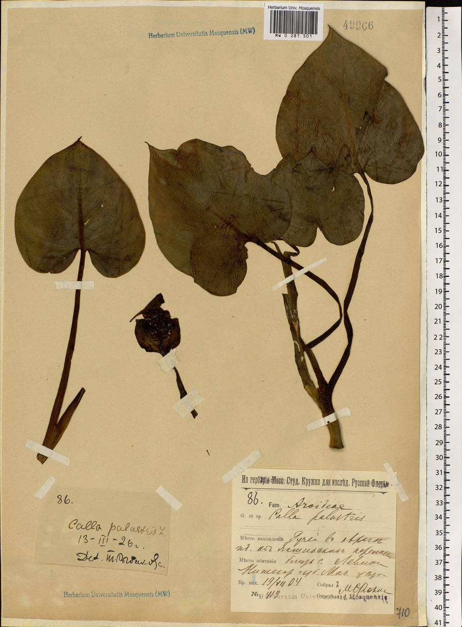 Calla palustris L., Eastern Europe, Volga-Kama region (E7) (Russia)