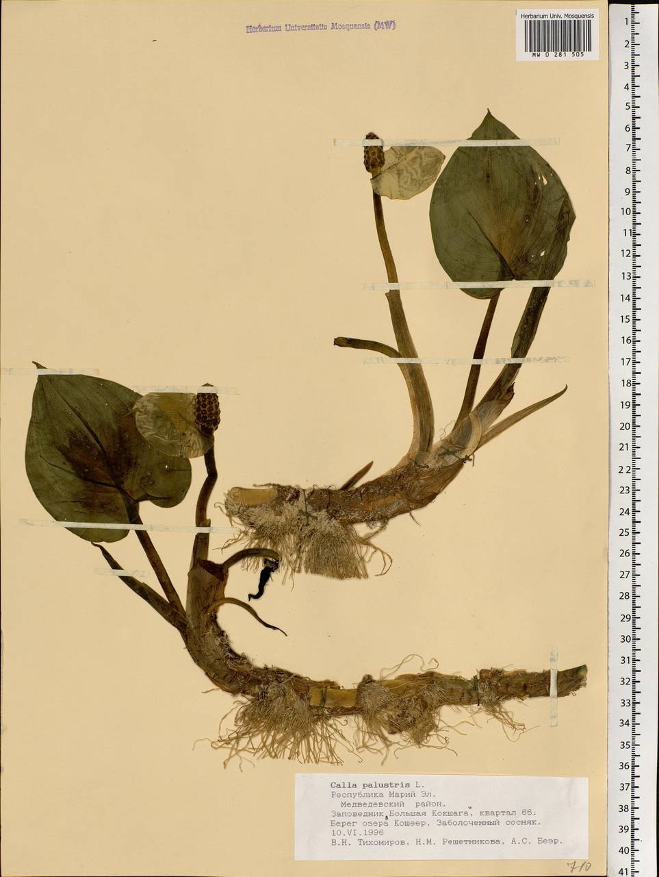 Calla palustris L., Eastern Europe, Middle Volga region (E8) (Russia)