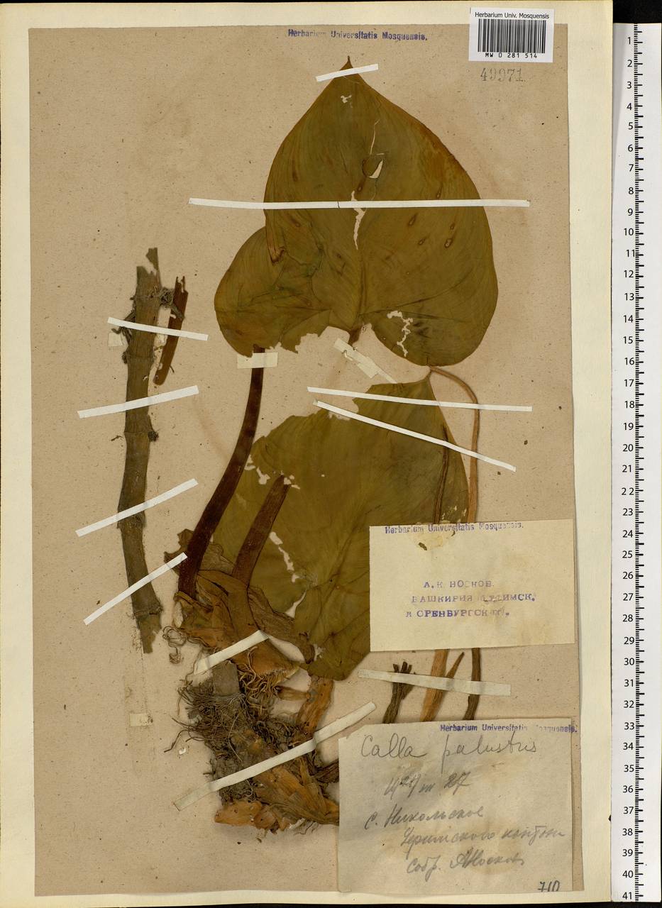 Calla palustris L., Eastern Europe, Eastern region (E10) (Russia)