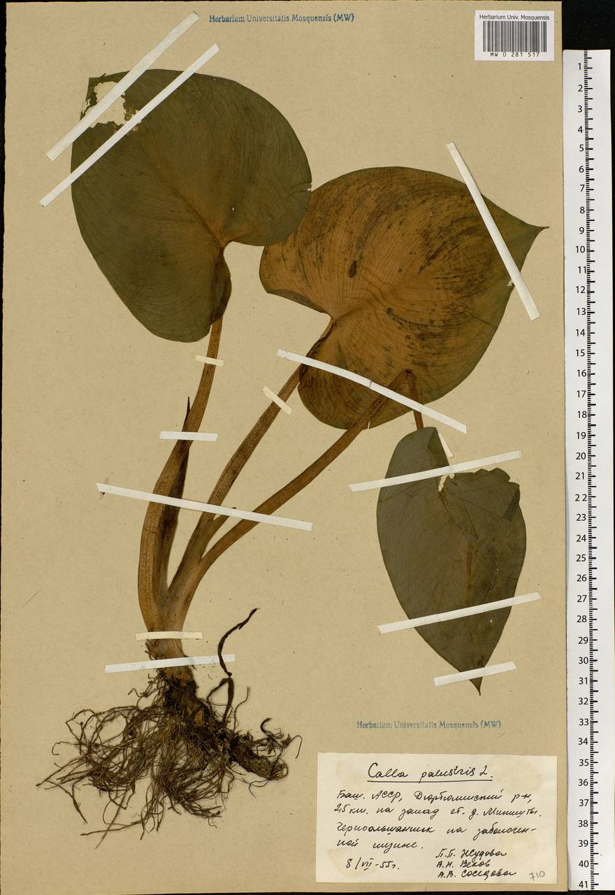 Calla palustris L., Eastern Europe, Eastern region (E10) (Russia)