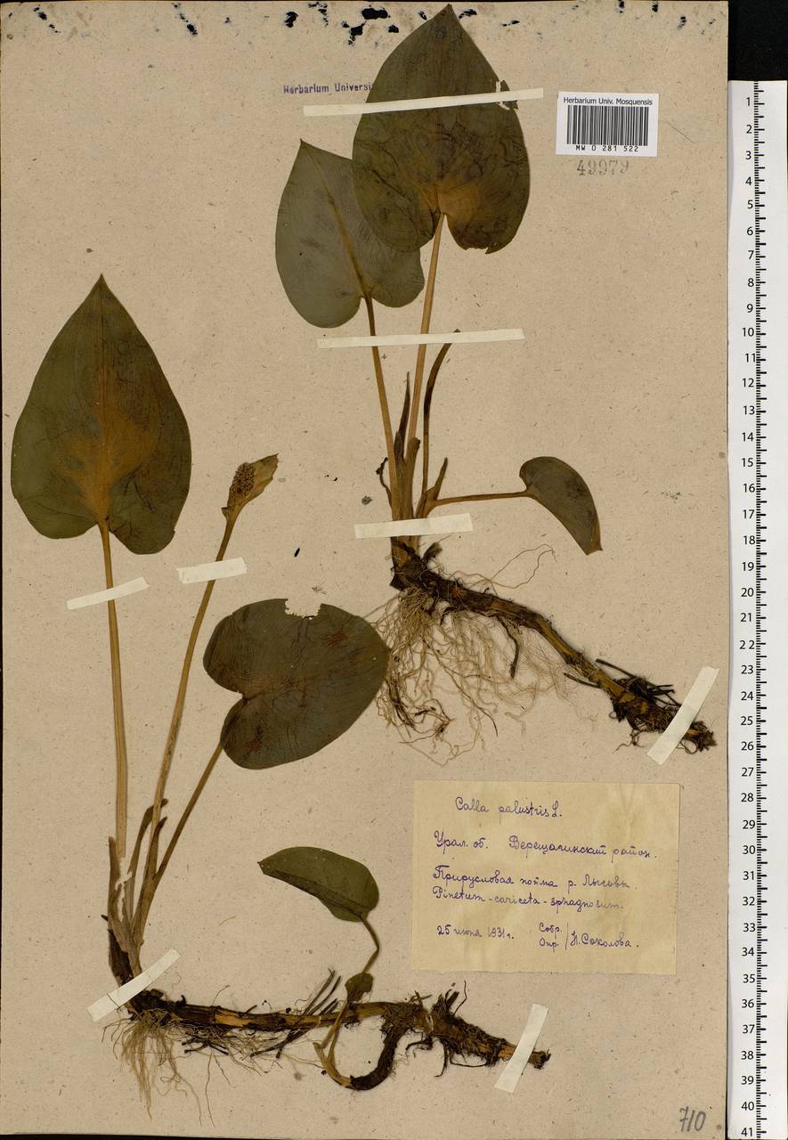 Calla palustris L., Eastern Europe, Eastern region (E10) (Russia)