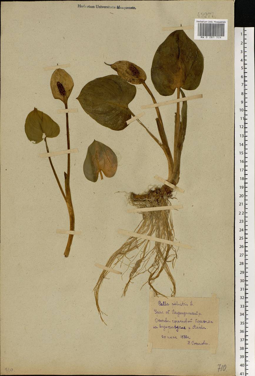 Calla palustris L., Eastern Europe, Eastern region (E10) (Russia)