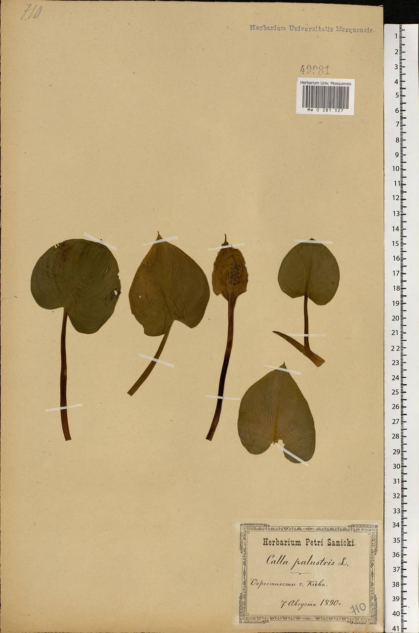 Calla palustris L., Eastern Europe, North Ukrainian region (E11) (Ukraine)