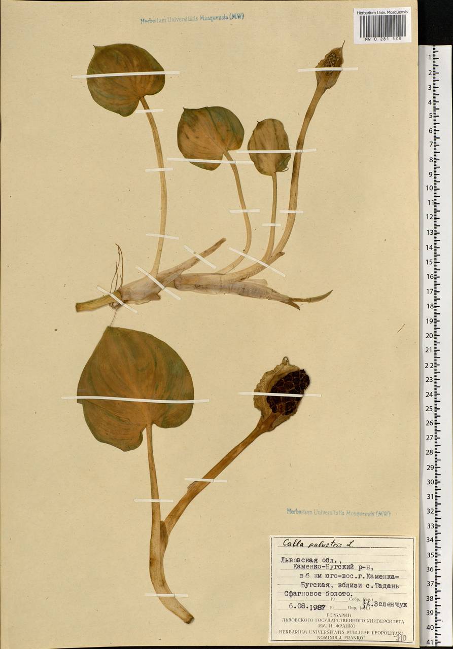 Calla palustris L., Eastern Europe, West Ukrainian region (E13) (Ukraine)