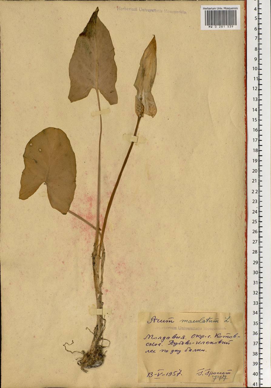 Arum maculatum L., Eastern Europe, Moldova (E13a) (Moldova)