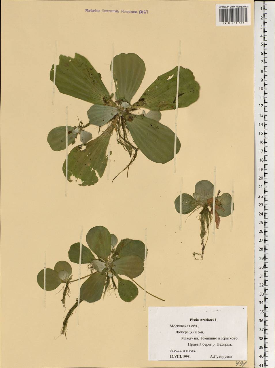 Pistia stratiotes L., Eastern Europe, Moscow region (E4a) (Russia)
