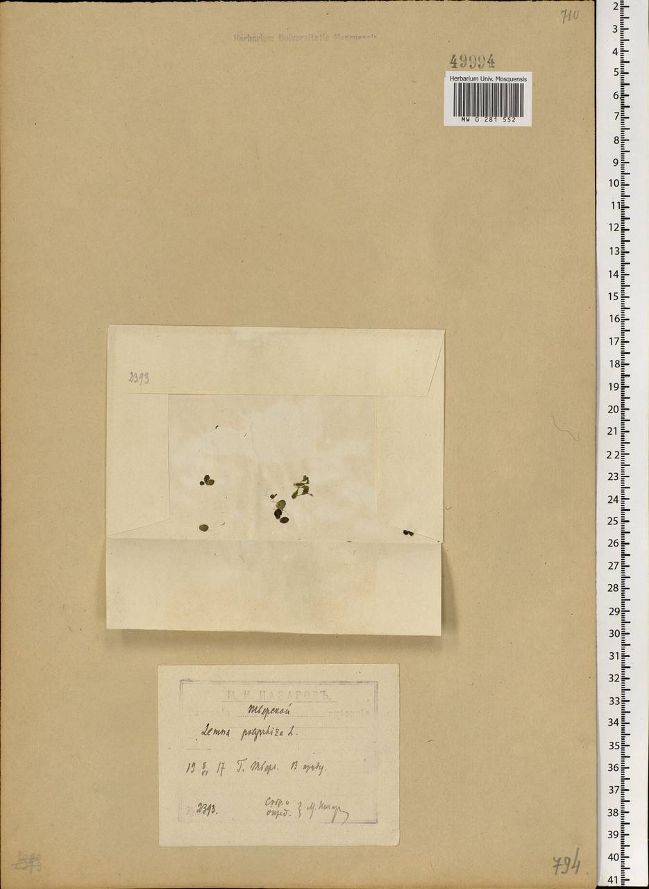 Spirodela polyrhiza (L.) Schleid., Eastern Europe, North-Western region (E2) (Russia)