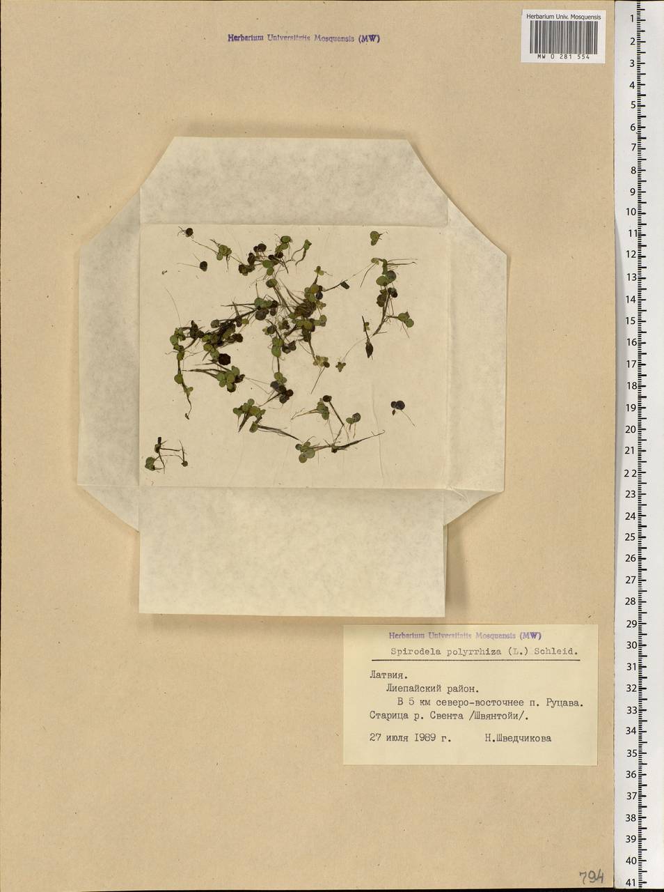 Spirodela polyrhiza (L.) Schleid., Eastern Europe, Latvia (E2b) (Latvia)