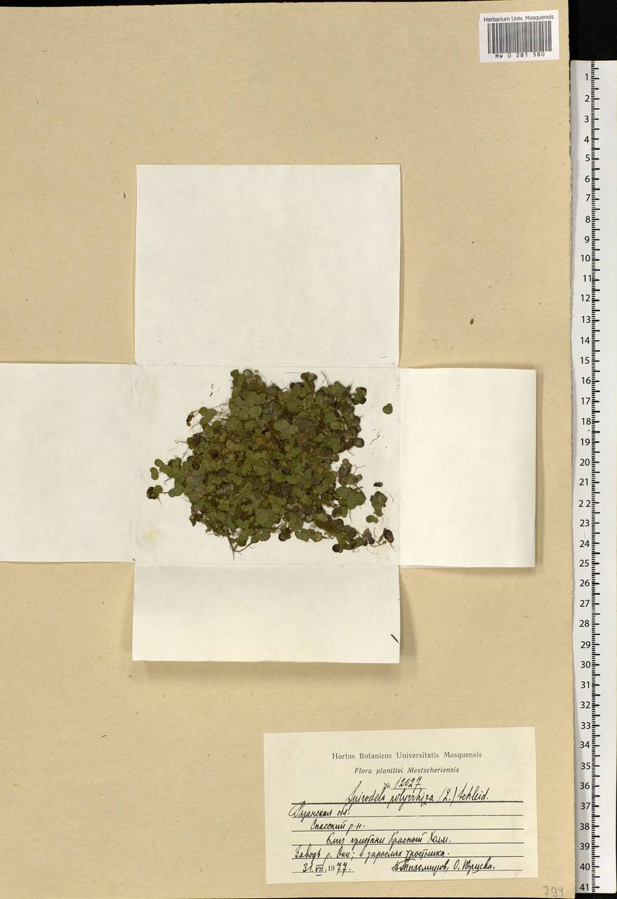 Spirodela polyrhiza (L.) Schleid., Eastern Europe, Central region (E4) (Russia)