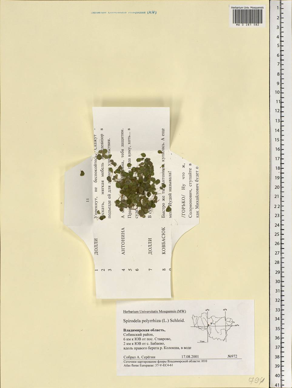 Spirodela polyrhiza (L.) Schleid., Eastern Europe, Central region (E4) (Russia)