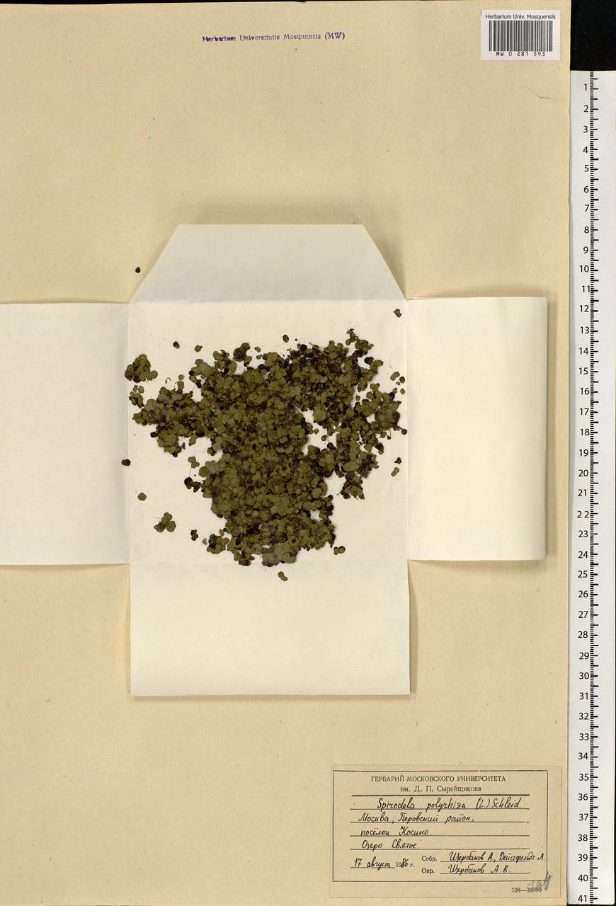 Spirodela polyrhiza (L.) Schleid., Eastern Europe, Moscow region (E4a) (Russia)