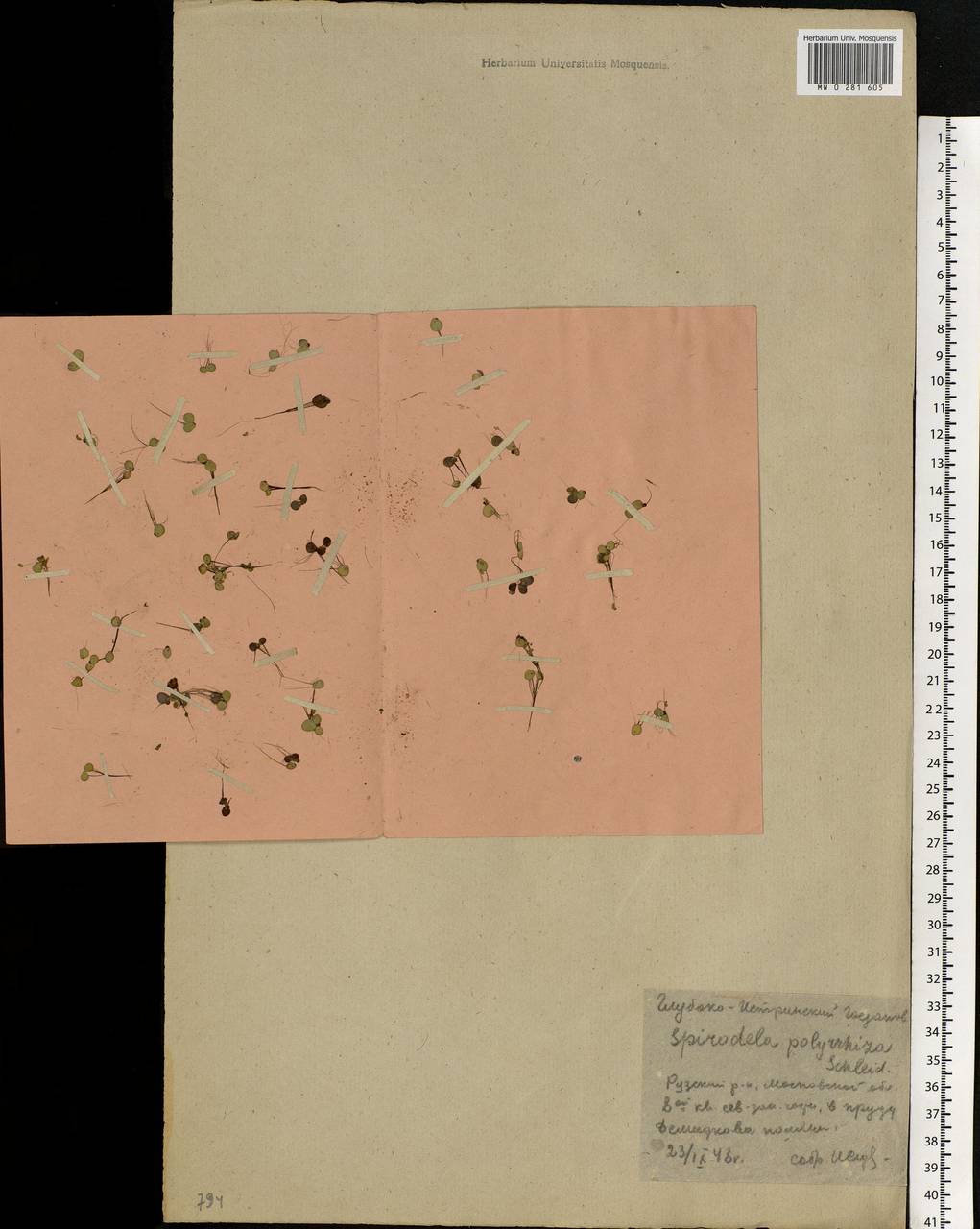 Spirodela polyrhiza (L.) Schleid., Eastern Europe, Moscow region (E4a) (Russia)