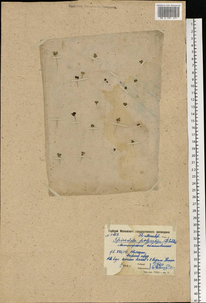 Spirodela polyrhiza (L.) Schleid., Eastern Europe, Moscow region (E4a) (Russia)