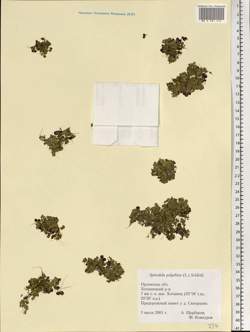Spirodela polyrhiza (L.) Schleid., Eastern Europe, Central forest-and-steppe region (E6) (Russia)