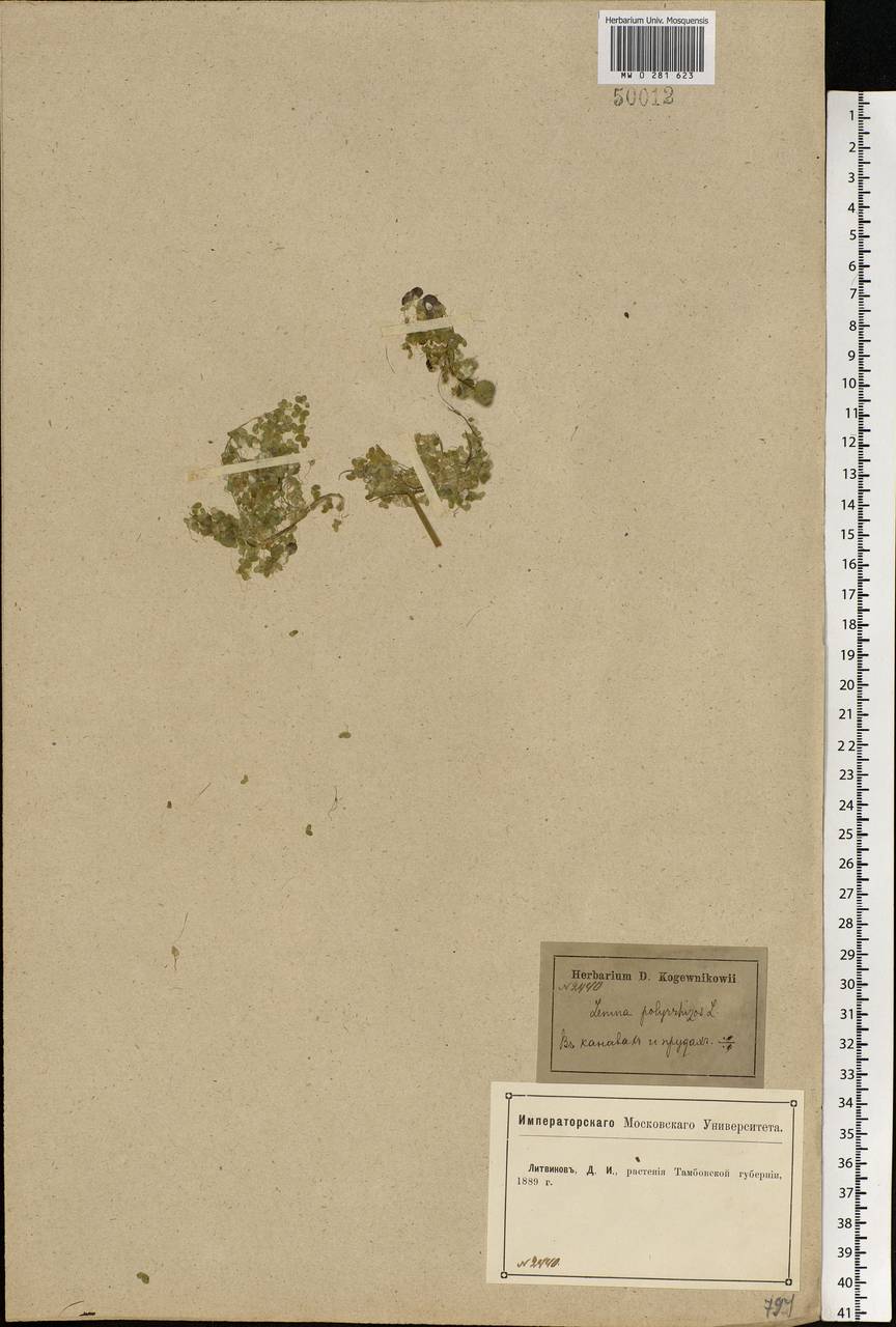 Spirodela polyrhiza (L.) Schleid., Eastern Europe, Central forest-and-steppe region (E6) (Russia)