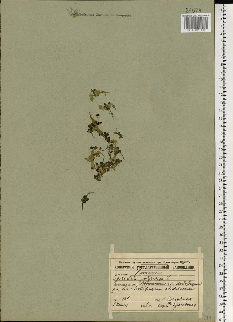 Spirodela polyrhiza (L.) Schleid., Eastern Europe, Central forest-and-steppe region (E6) (Russia)