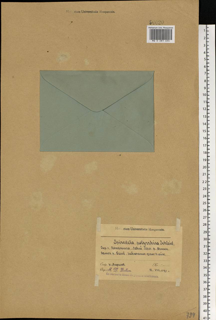 Spirodela polyrhiza (L.) Schleid., Eastern Europe, Volga-Kama region (E7) (Russia)